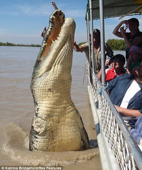 Of course, there are quite a few reports of giant wild crocodiles out there, but only time will tell if they will ever be properly measured. Notable individuals include "Brutus" (est. 5.6 m) and "Dominator" (est. 6.1 m) pictured below.