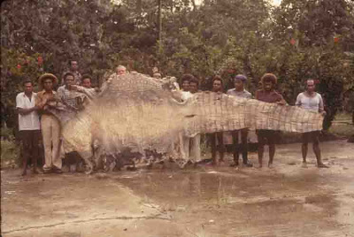 Moving on from living crocs, we have the Fly River specimen which was a Saltwater crocodile from Papua New Guinea that was caught in a net and drowned. The skin measured 6.2 meters long (larger than Lolong) and since it was dried, it could have been even longer!