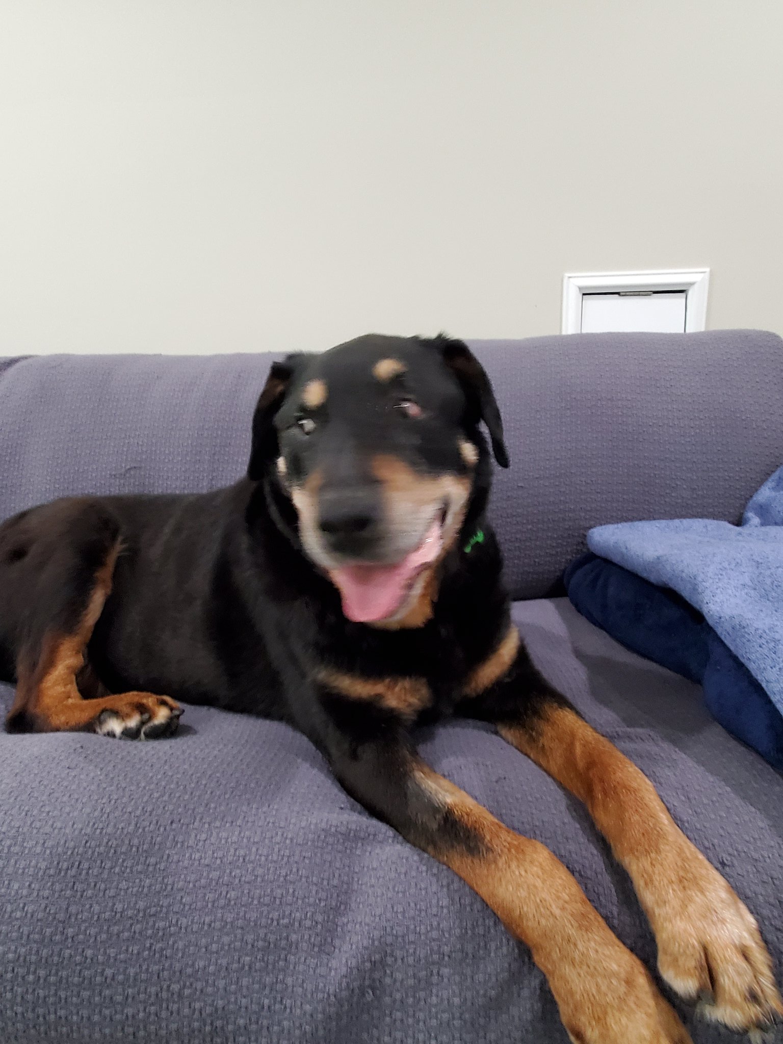  Happy Birthday Buddy.  This is Jack Black, he is 11 and was a shelter dog. He is a very good dog. 