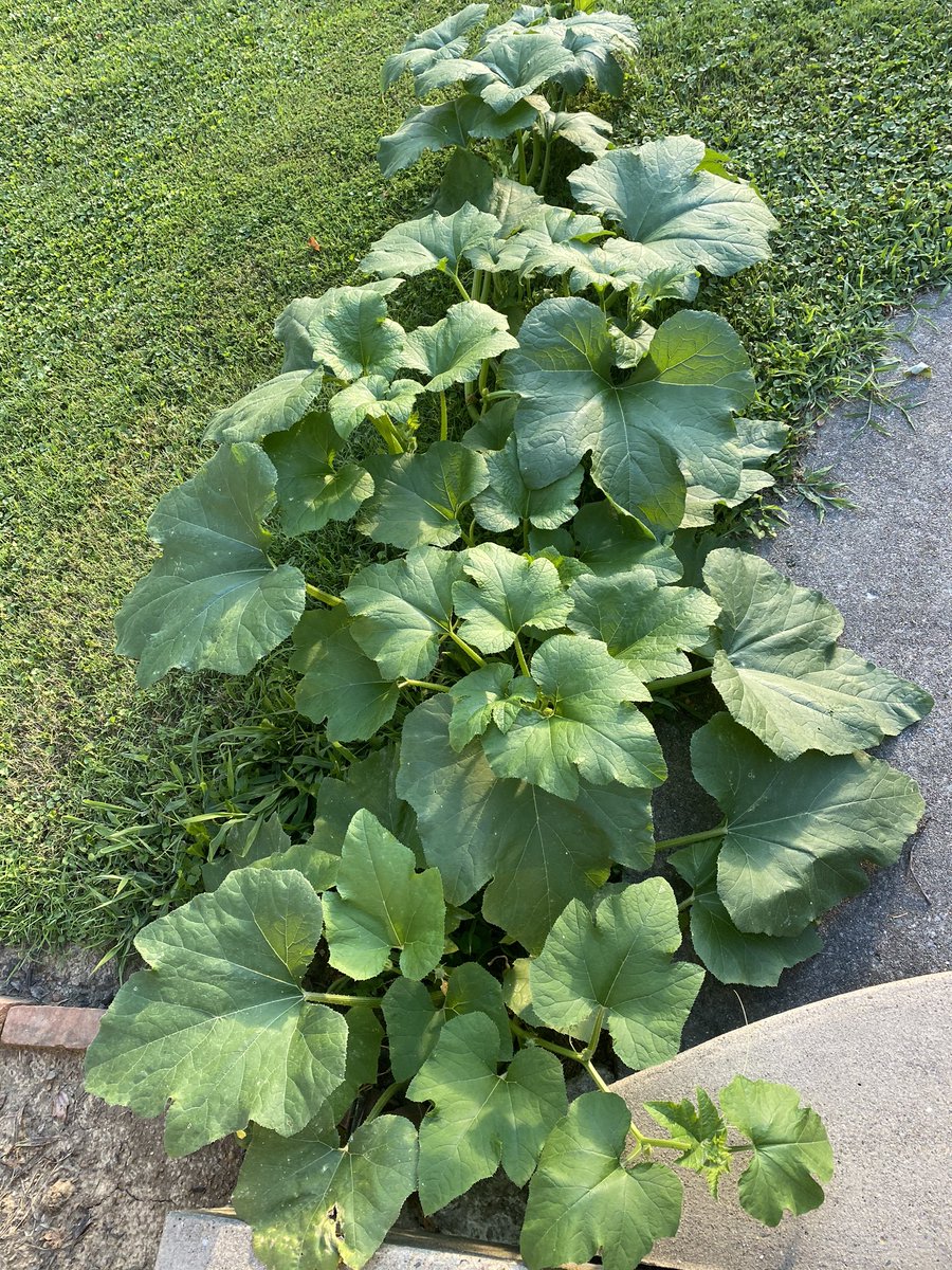 ldelaney7's tweet photo. Our accidentally planted front porch pumpkin plant is getting huge.. https://t.co/3vLr62WvYl
