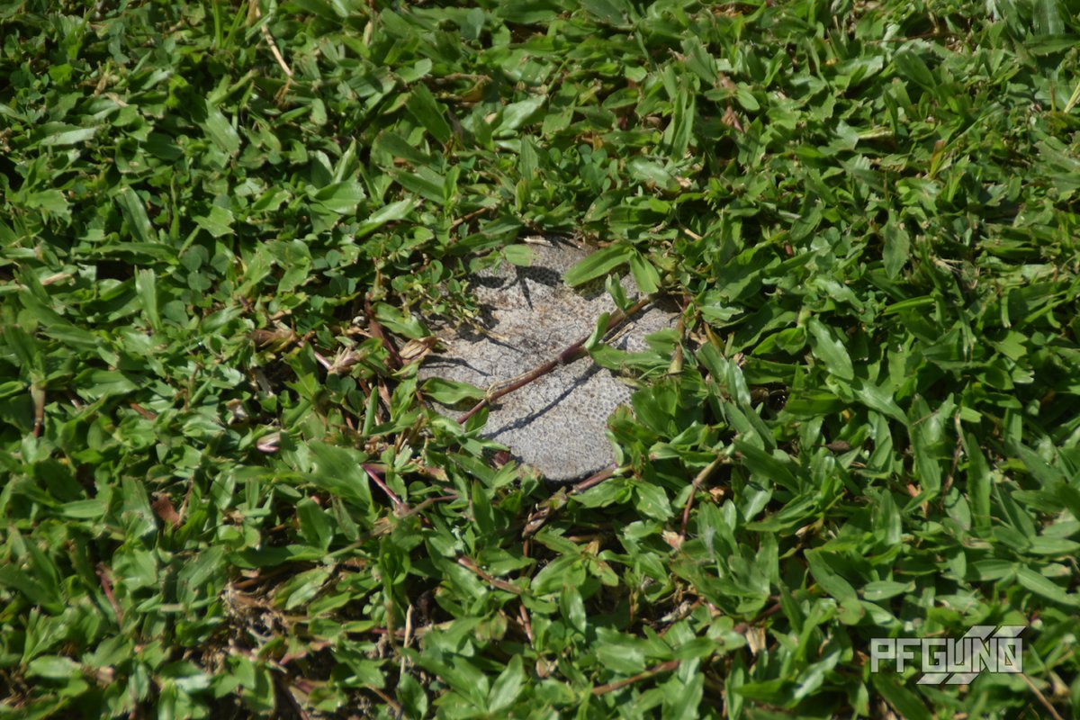 pfgun0's tweet photo. Covered By Grass
COPYRIGHT 2020 PFGUN0
A cut tree stub been covered by grass.
#pfgun0 #photography #photograph #photo #stub #grass #vegetation #covered #cover
#写真 #スタブ #草 #植生 #カバー
#fotografia #foto #erba #vegetazione #coperto #copertina https://t.co/fJXVgjB2VD