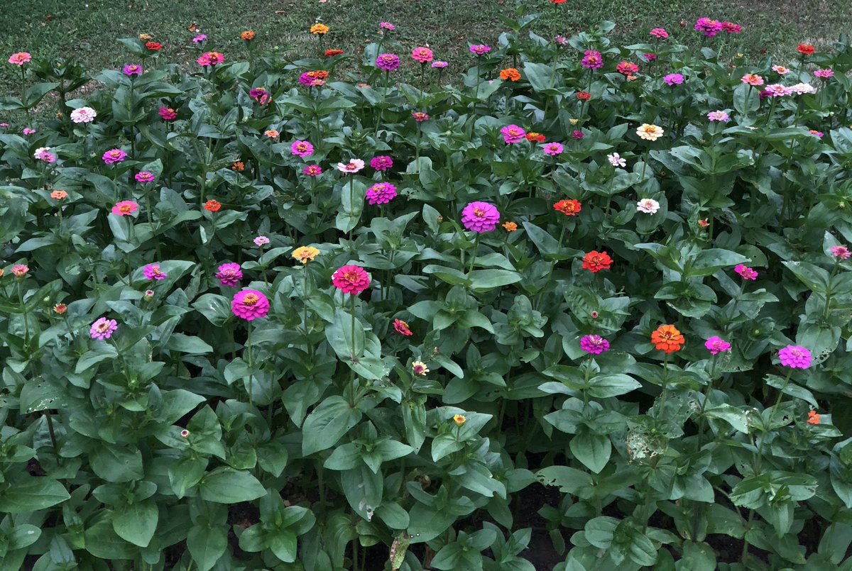 Hello. Have I mentioned these zinnias lately?