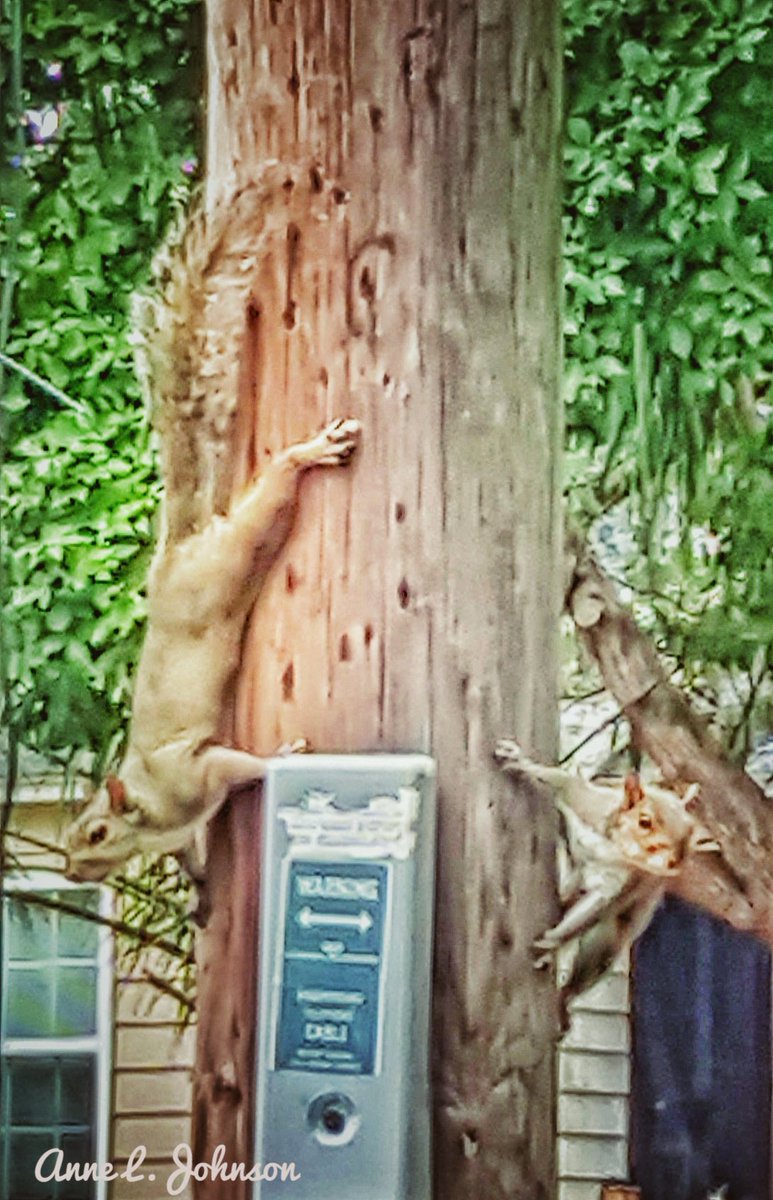 MyrtleManorAnne's tweet photo. #linemen #squirreltakeover https://t.co/GTOQSdz6Yk