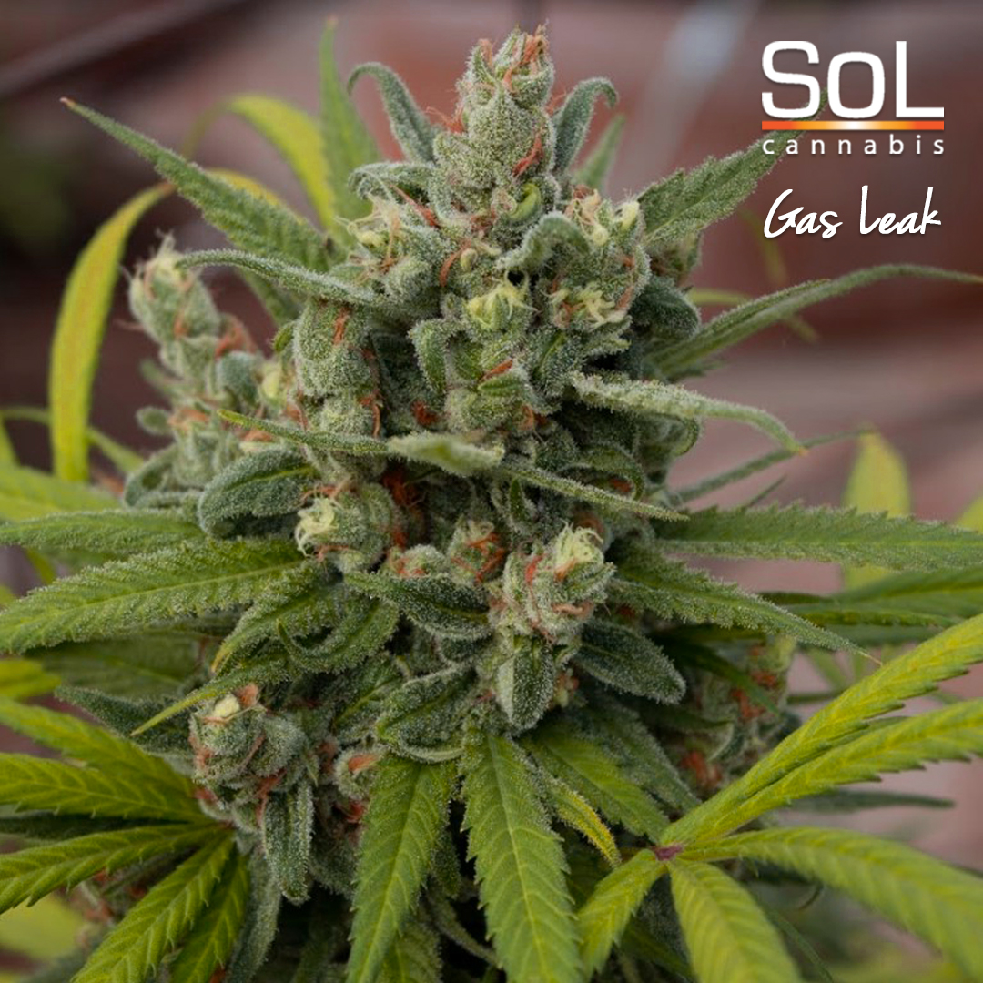 solisbetter's tweet photo. Gas Leak is a premium sativa-dominant strain with earthy, herbal notes. It’s best used for boosting your appetite and for mid-day relaxation. Like &amp; Share! 

#cannabis #renodispensary #solisbetter

Keep out of reach of children. For use by adults 21 years of age and older. https://t.co/yfuldVkFUe