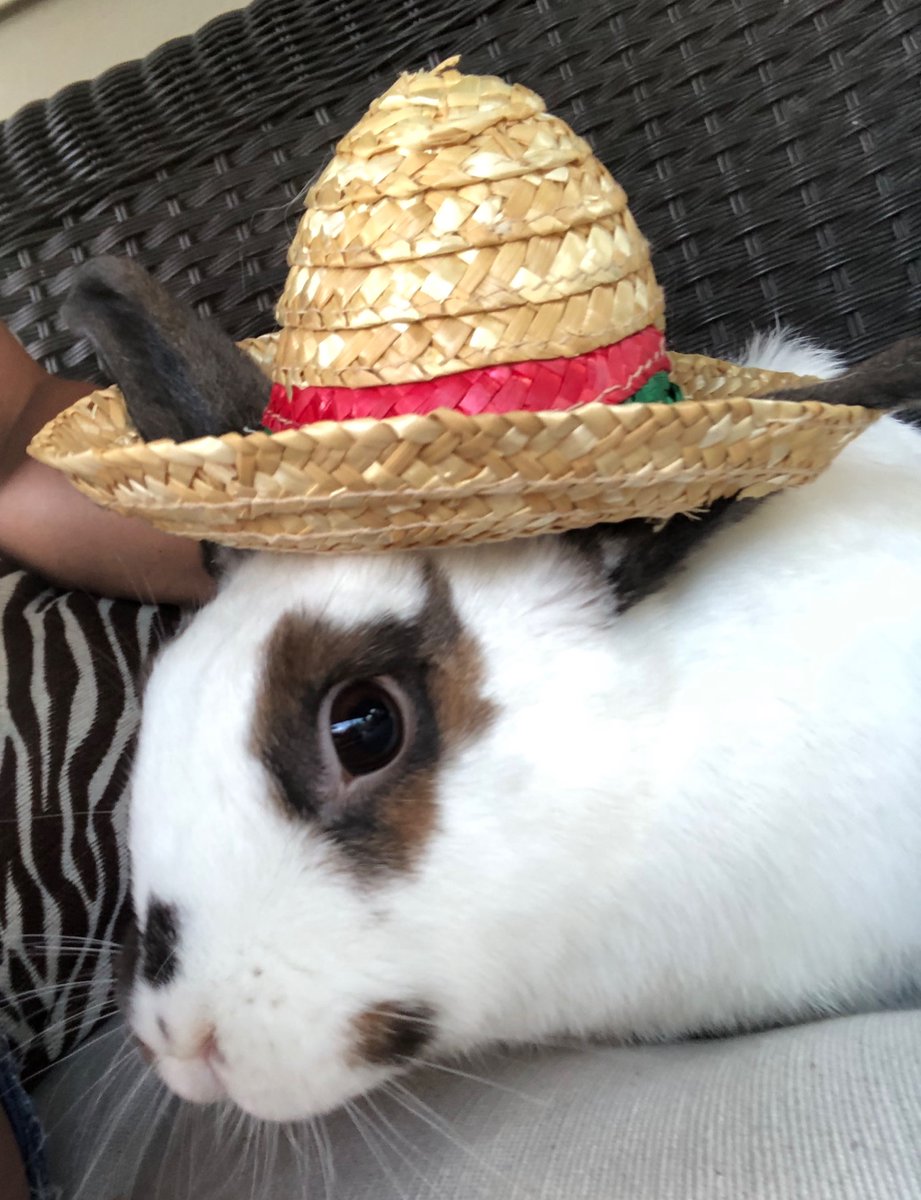 Lola #bunny #rabbit <a href="/HappyBunnyClub/">Happy Bunny Club</a>