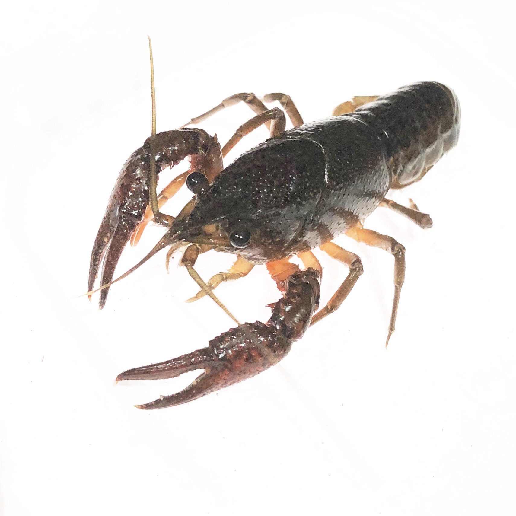 日本蠍研究所 ザリガニとサソリは似ていますが だいぶ離れた分類群です ザリガニは可動指が上側 サソリは可動指が下側にあることが大きな違いの一つですね 触覚や毒針も全然違いますが 笑 T Co Ageu610qei Twitter