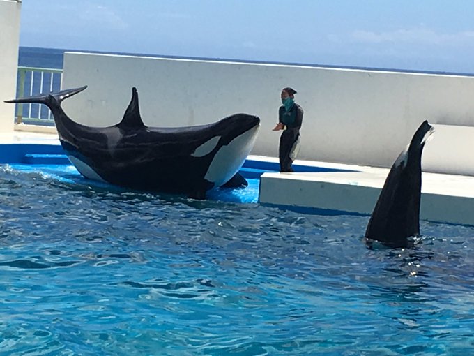 フリー ウィリーは実話でシャチは本物 令和の知恵袋