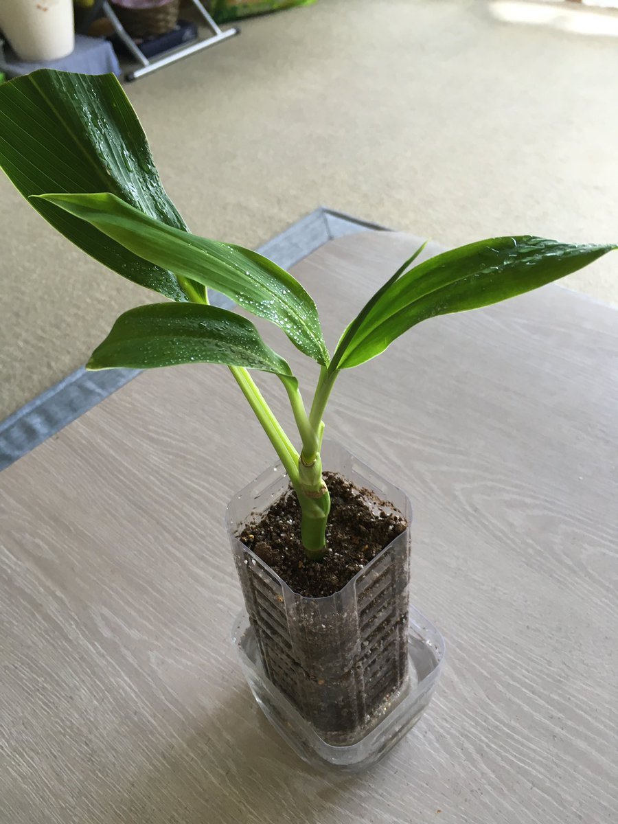 サクラまま 水差ししてたサクラのドラセナに根っこがたくさん 元気に根づきますように の願いを込めて根の動きがよう見えるペットボトルに植えてあげました あれから一年 こんなに大きくなりました もうすぐお盆 みんな一緒に帰ってきてね