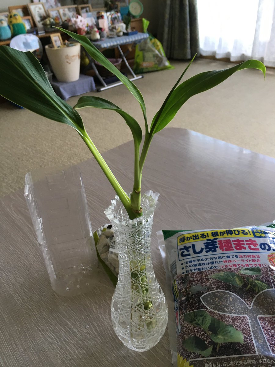サクラまま 水差ししてたサクラのドラセナに根っこがたくさん 元気に根づきますように の願いを込めて根の動きがよう見えるペットボトルに植えてあげました あれから一年 こんなに大きくなりました もうすぐお盆 みんな一緒に帰ってきてね サクラまま 水差ししてたサクラのドラセナに根っこがたくさん 元気に根づきますように の願いを込めて根の動きがよう見えるペットボトルに植えてあげました あれから一年 こんなに大きくなりました もうすぐお盆 みんな一緒に帰ってきてね
