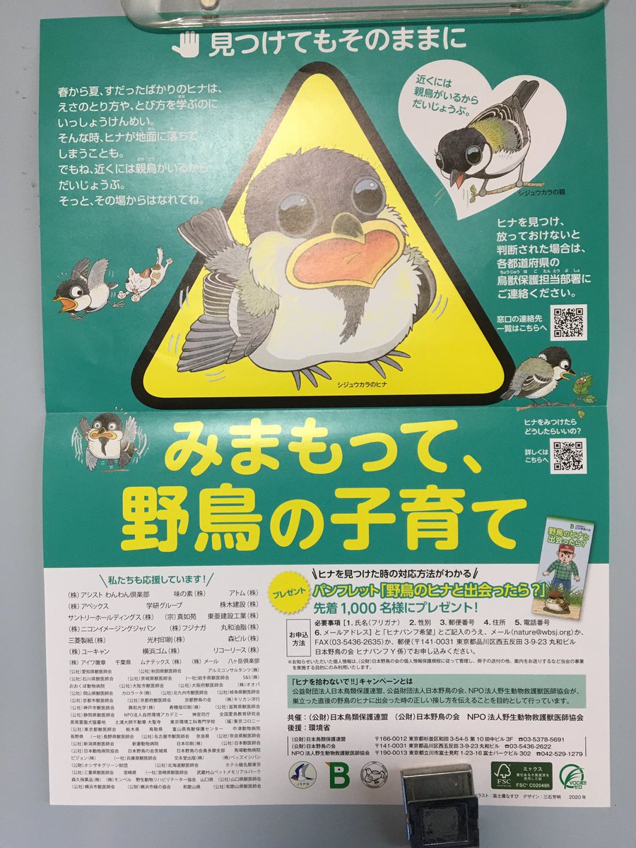 小鳥レスキュー隊の隊長 お願い ヒナが落ちていたら なるべく 巣に戻す努力をしてください 巣立ちヒナの問い合わせが 多いです オナガについては連携プレー で子育てします 親や仲間が ついていれば大丈夫です 見守ることも大事 同じカラス科なのに