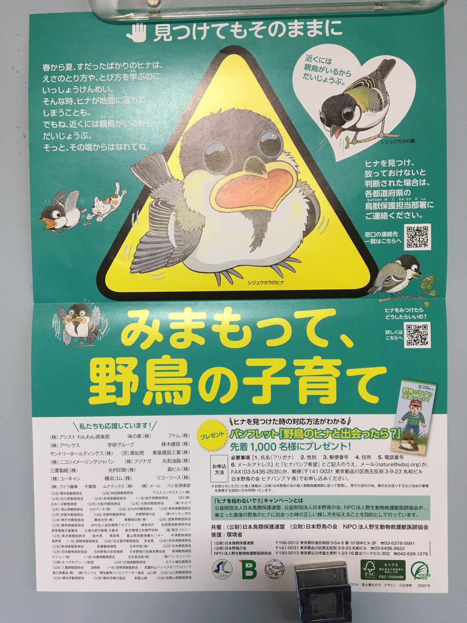 小鳥レスキュー隊の隊長 お願い ヒナが落ちていたら なるべく 巣に戻す努力をしてください 巣立ちヒナの問い合わせが 多いです オナガについては連携プレー で子育てします 親や仲間が ついていれば大丈夫です 見守ることも大事 同じカラス科なのに