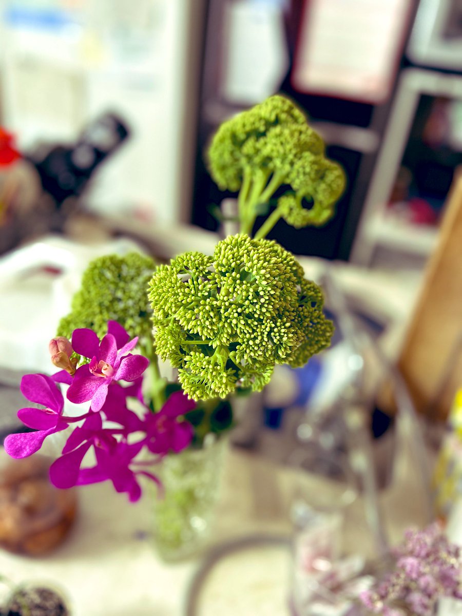 しの 今週の花 セダム オータムジョイ 多肉植物 花言葉は静寂 落ち着き 機転が効く 星の輝き モカラ 蘭の1種 人工交配したもの 花言葉は優美 気品 優雅 ハワイアンレイにも使われる セダムが開花するのが楽しみ 花のある暮らし 花のある生活