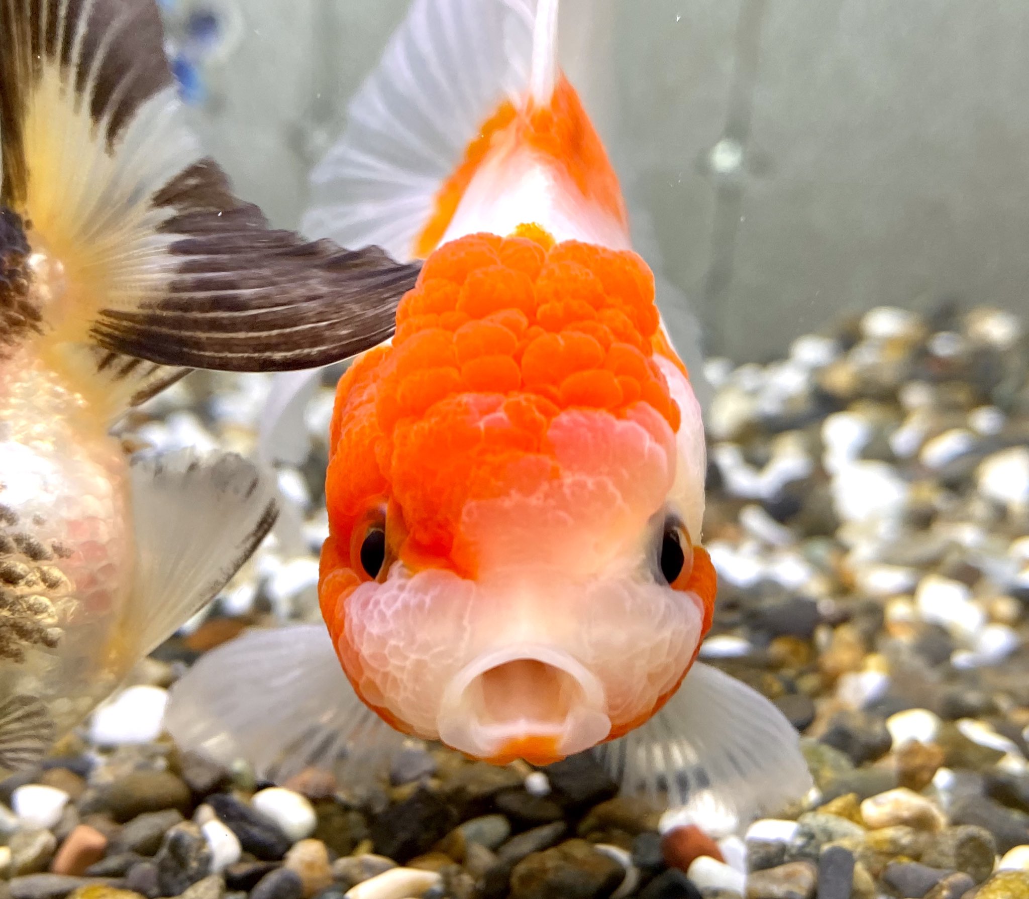 魚圖 薩摩産 完売致しました。 フェニックステール琉金 19cm 一点物