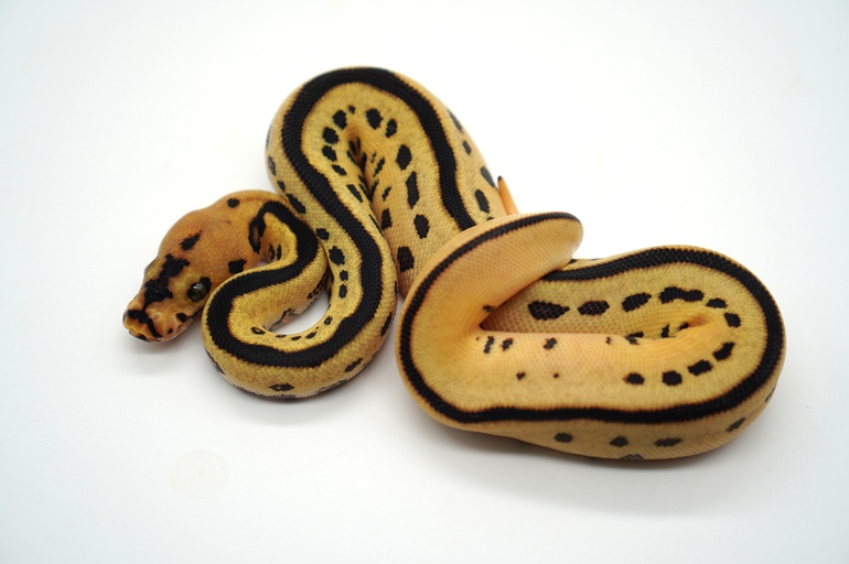 Introducir 87+ imagen batman ball python - Abzlocal.mx