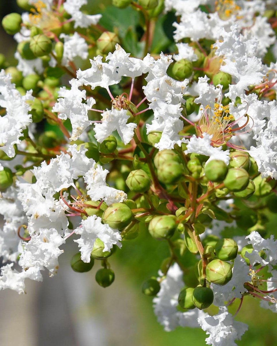 azusa_goshuin's tweet photo. さわやか、白のサルスベリ。
***
Crape myrtle.
#京都 #京都散歩 #さわやか #サルスベリ #百日紅 #花 #はな #青空 #flower #Flowers #white #crapemytle https://t.co/dopMNdDX9f