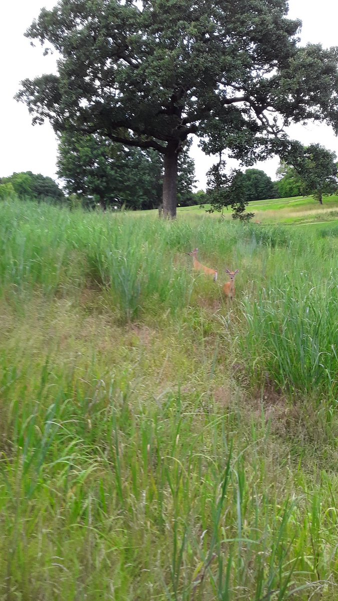 CourseHillcrest's tweet photo. Grazing through on 16. #hillcrestkc #donaldross https://t.co/jsKJiDRpFm
