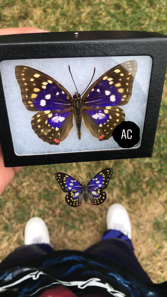 Zucker4life's tweet photo. Real life animal crossing ✨😍
#AnimalCrossingNewHorizon https://t.co/5bcc2x2UR0