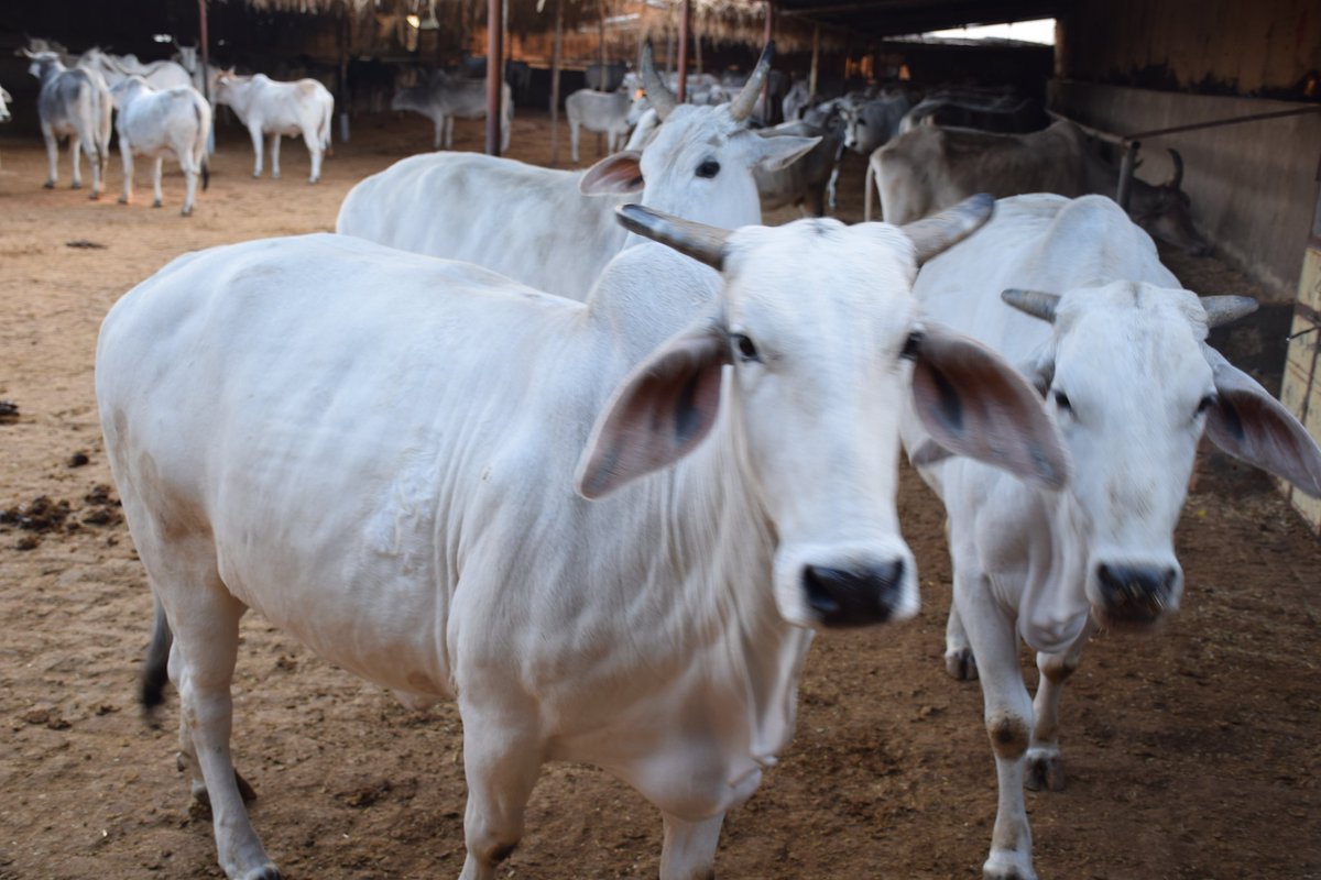 AshramGaushala's tweet photo. #SaveDesiCows
#गौरक्षा
#गौमाता https://t.co/q8ZzoLvV7r