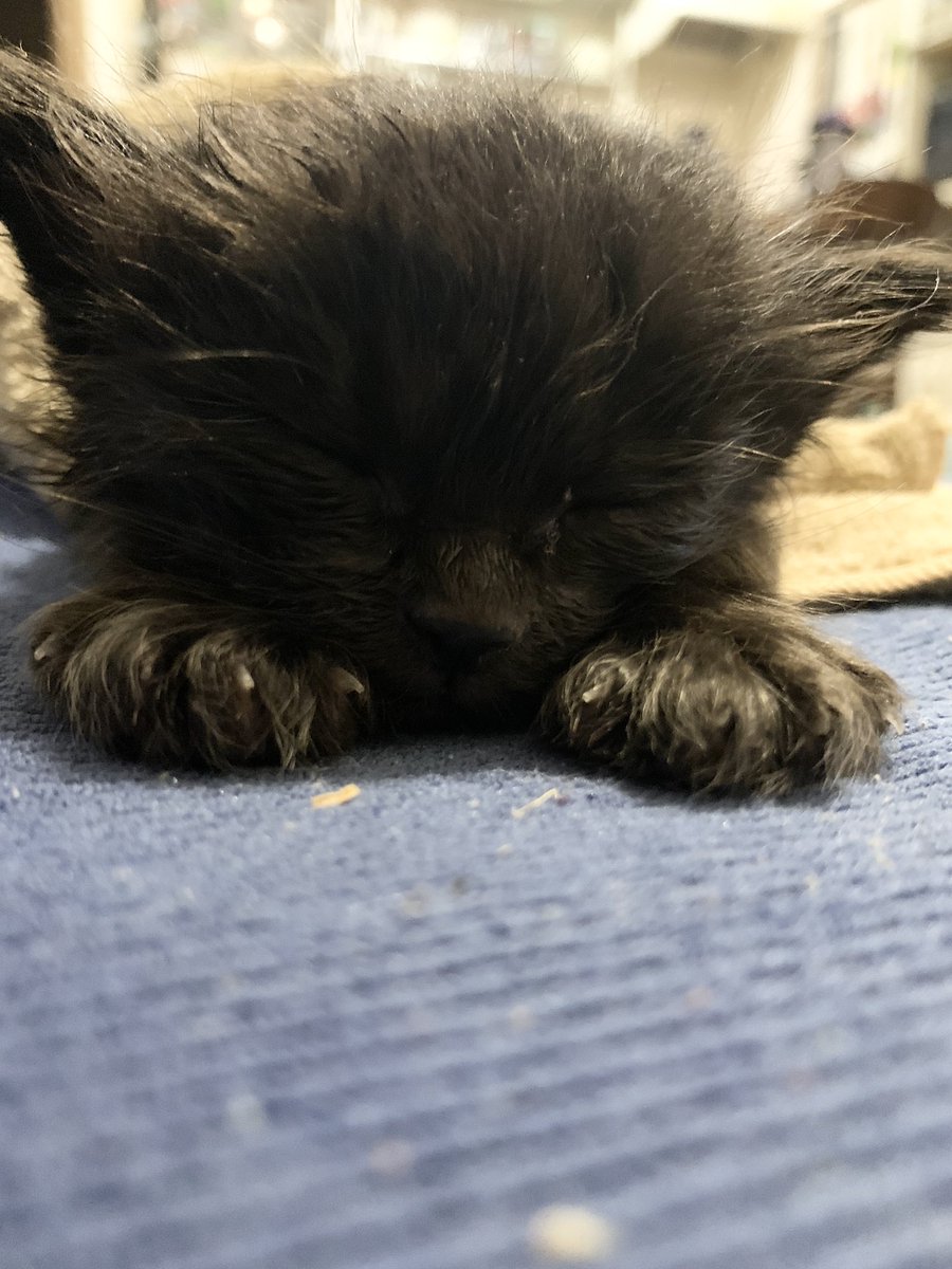 佐藤佑佳 新しい家族が増えました くせ毛の黒猫ちゃん 猫好き 黒猫 子猫