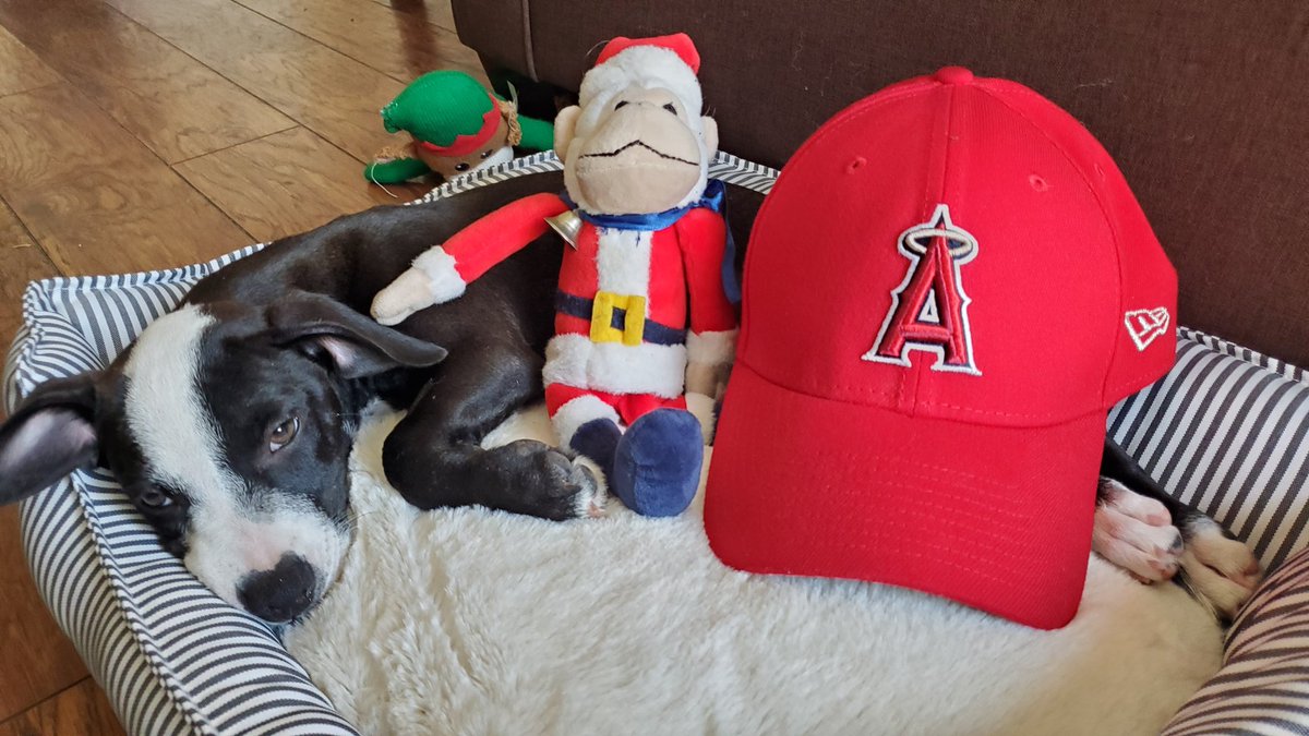 therealjomo33's tweet image. Brought a brand new rescue puppy home today. Introducing Maggie. And she's an #Angels fan whaddyya know?! #rescue #HalosAtHome #foxsportswest