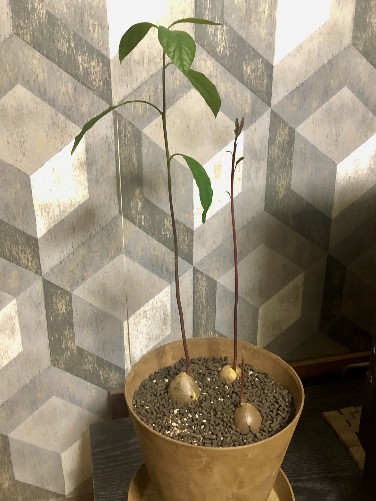 ちはるる アボカドを水耕栽培から鉢植えにしました 土は顆粒状にしたのだけれど 水やりのタイミングなど様子を見ています 頑張ってねー アボカド 鉢植え T Co Ftwiquqslr Twitter