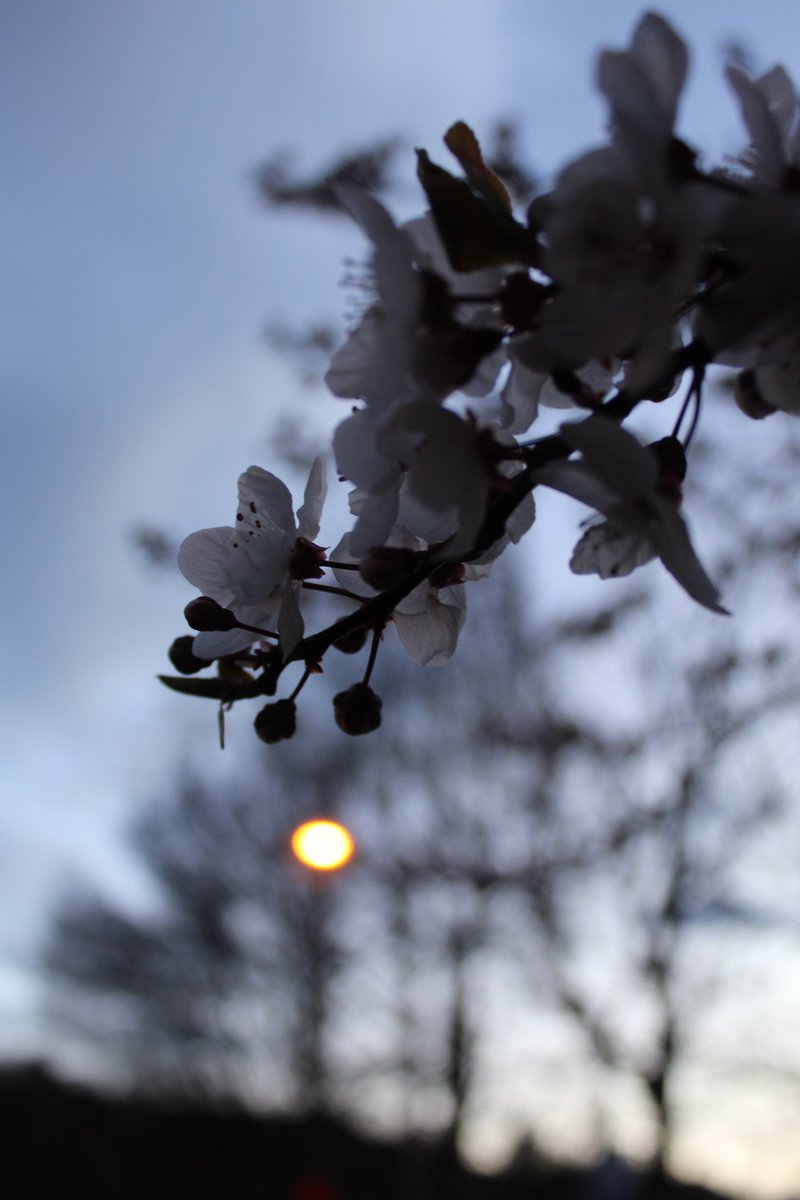 allanrob9's tweet photo. After the gym session this morning the day was slowly brightening but cloudy overhead. It's August 2nd &amp; #Winter in #NZ.However around #MoanaPool the plum trees are fully out in blossom so after my failure of a full moon photo here's to #Spring advancing. https://t.co/5IewMtZmbE