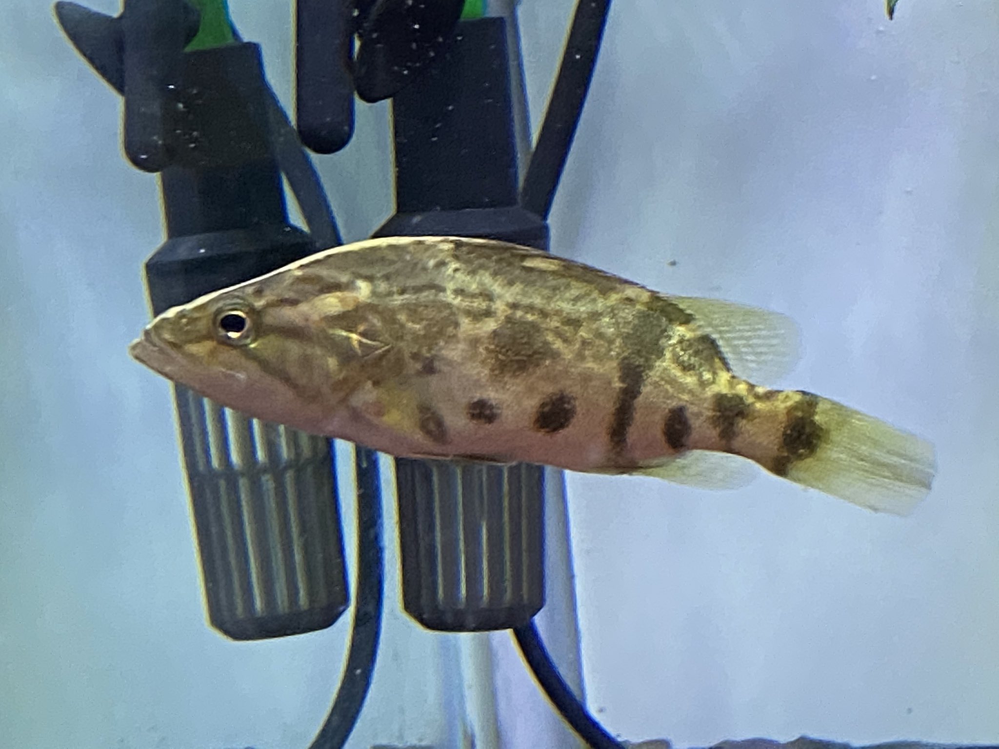 リミックスみなと熱帯魚 ナンシオヤニラミ追加 今回大きめ10cm 小さい方は特価中です レオパードクテノポマ 大きめ カラープロキロダス エンドリ ギニア ワイルドポリプもだいぶ少なくなりました コロナ前の入荷の個体はお値段据え置きで