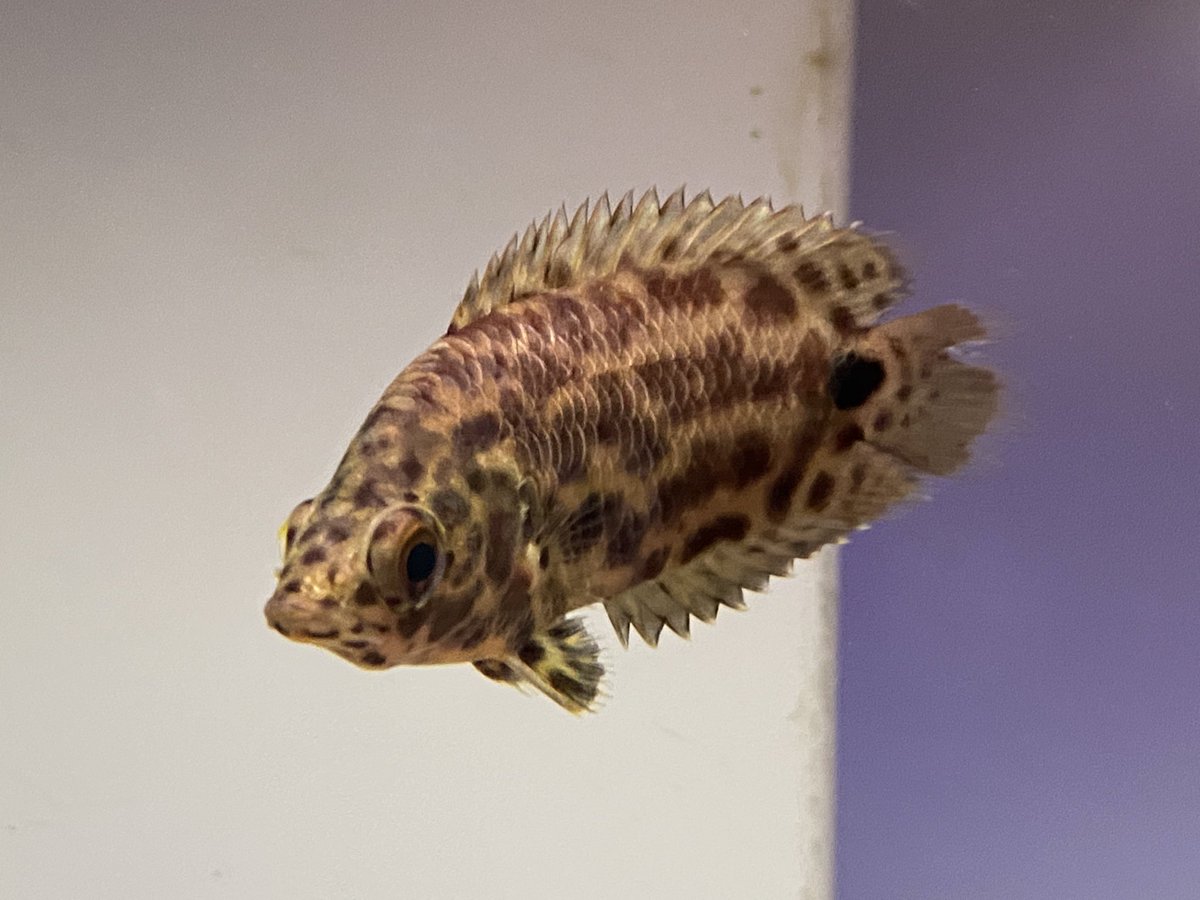 リミックスみなと熱帯魚 ナンシオヤニラミ追加 今回大きめ10cm 小さい方は特価中です レオパードクテノポマ 大きめ カラープロキロダス エンドリ ギニア ワイルドポリプもだいぶ少なくなりました コロナ前の入荷の個体はお値段据え置きで リミックスみなと熱帯魚 ナンシオヤニラミ追加 今回大きめ10cm 小さい方は特価中です レオパードクテノポマ 大きめ カラープロキロダス エンドリ ギニア ワイルドポリプもだいぶ少なくなりました コロナ前の入荷の個体はお値段据え置きで