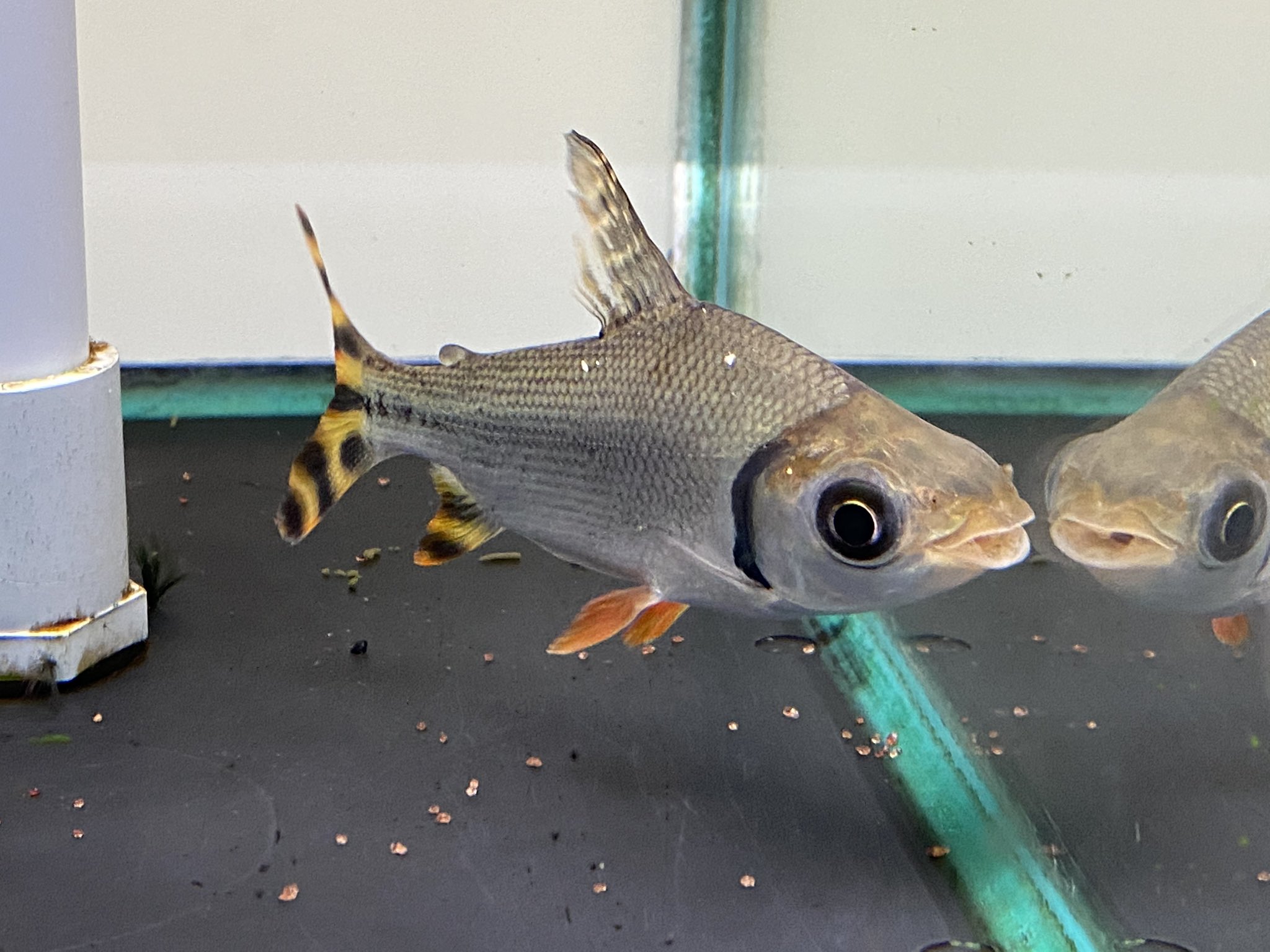 リミックスみなと熱帯魚 ナンシオヤニラミ追加 今回大きめ10cm 小さい方は特価中です レオパードクテノポマ 大きめ カラープロキロダス エンドリ ギニア ワイルドポリプもだいぶ少なくなりました コロナ前の入荷の個体はお値段据え置きで