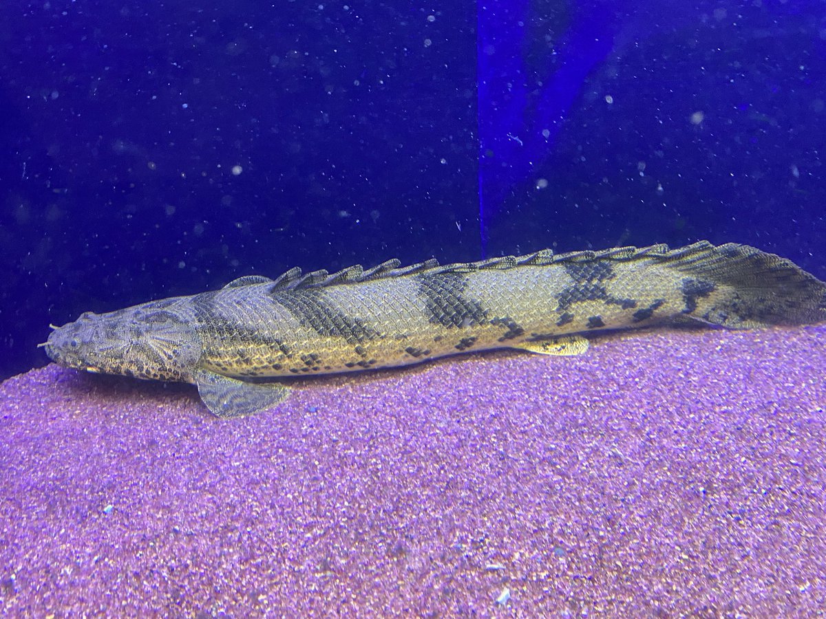 リミックスみなと熱帯魚 ナンシオヤニラミ追加 今回大きめ10cm 小さい方は特価中です レオパードクテノポマ 大きめ カラープロキロダス エンドリ ギニア ワイルドポリプもだいぶ少なくなりました コロナ前の入荷の個体はお値段据え置きで リミックスみなと熱帯魚 ナンシオヤニラミ追加 今回大きめ10cm 小さい方は特価中です レオパードクテノポマ 大きめ カラープロキロダス エンドリ ギニア ワイルドポリプもだいぶ少なくなりました コロナ前の入荷の個体はお値段据え置きで