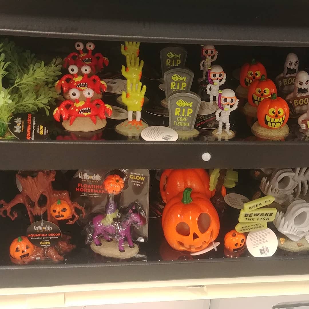 ClayAstroman's tweet photo. PetSmart has Halloween stuff, and Samcula is a spoiled little baby: Tonight at 11! ππ
#spooky #spookybasement #horror #halloween #pump #pumped #forcoolidiots #petsmart @PetSmart #Samcula #isitoctoberyet #halloweencountdown https://t.co/VJFpXwoUUM