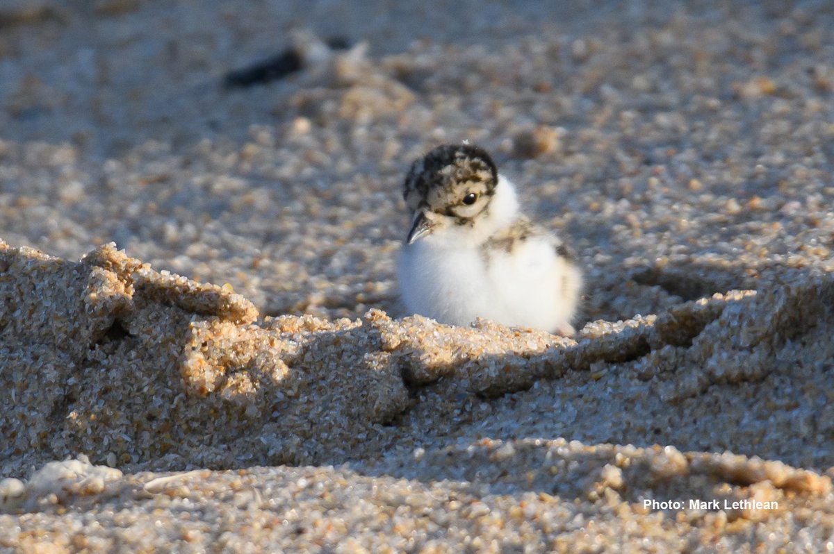 We’re done crunching the  #HoodedPlover numbers of the last breeding season and we’re ready to share the results with you!Check this thread  #ThinkBeachBirds  #MindTheHoodies