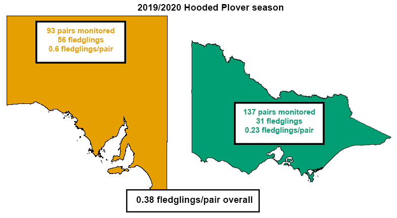 Combining VIC and SA, there were 0.38 fledglings/pair, which almost met our recovery target of 0.4 fledglings/pair for  #HoodedPlover population maintenance! Success varied between VIC and SA…  #MindTheHoodies and keep reading  #ThinkBeachBirds  #CitSci