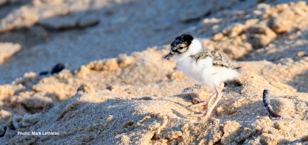 HUGE THANKS TO OUR AMAZING VOLUNTEERS and project partners – helping  #HoodedPlovers depends on the collaborative effort! #ThinkBeachBirds  #MindTheHoodies  #CitSci