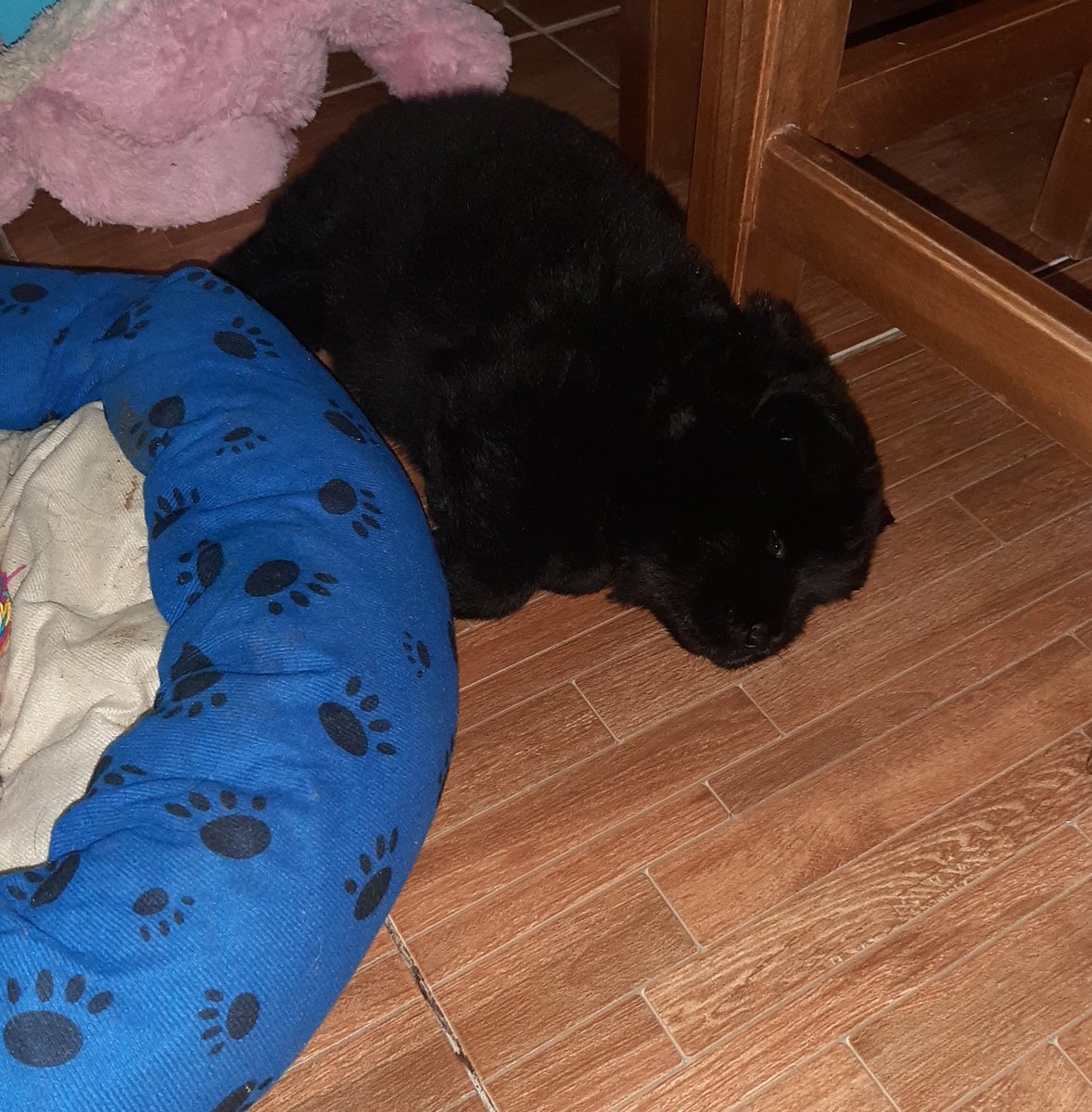 Also that was him a few weeks back he's actually bigger now. His vet was very proud of him.This is him tonight, going through the whole process of putting his plushie aside and empty his bed to once again Not sleep in it