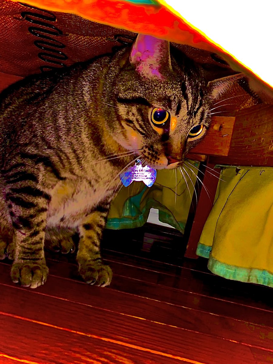 leviosamariposa's tweet photo. And hear we have my son (Sir Simon Meowell #callhimbyhisname) contemplatively hiding under an arm chair mulling over the metaphysical construction of modern society #TheyGrowUpSoFast #ProudMama #thatsMyBoy #LikeMotherLikeFeline #ReclaimCrazyCatLady #photoediting #DigitalArtist https://t.co/BWqiCeDyJ5