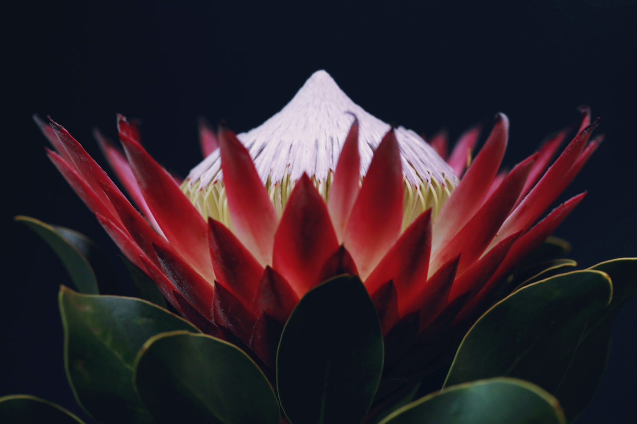 Neo Himeism キングプロテア 南アフリカの国花で 花径が数十センチになる大輪の花 写真の花は約センチ 花言葉は 王者の風格 T Co Bx9fhj9wup Twitter