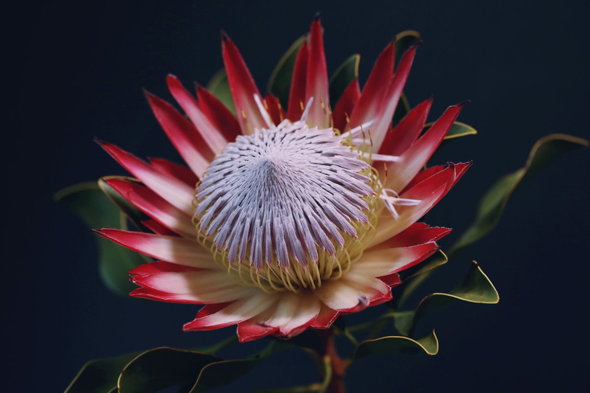 Neo Himeism キングプロテア 南アフリカの国花で 花径が数十センチになる大輪の花 写真の花は約センチ 花言葉は 王者の風格