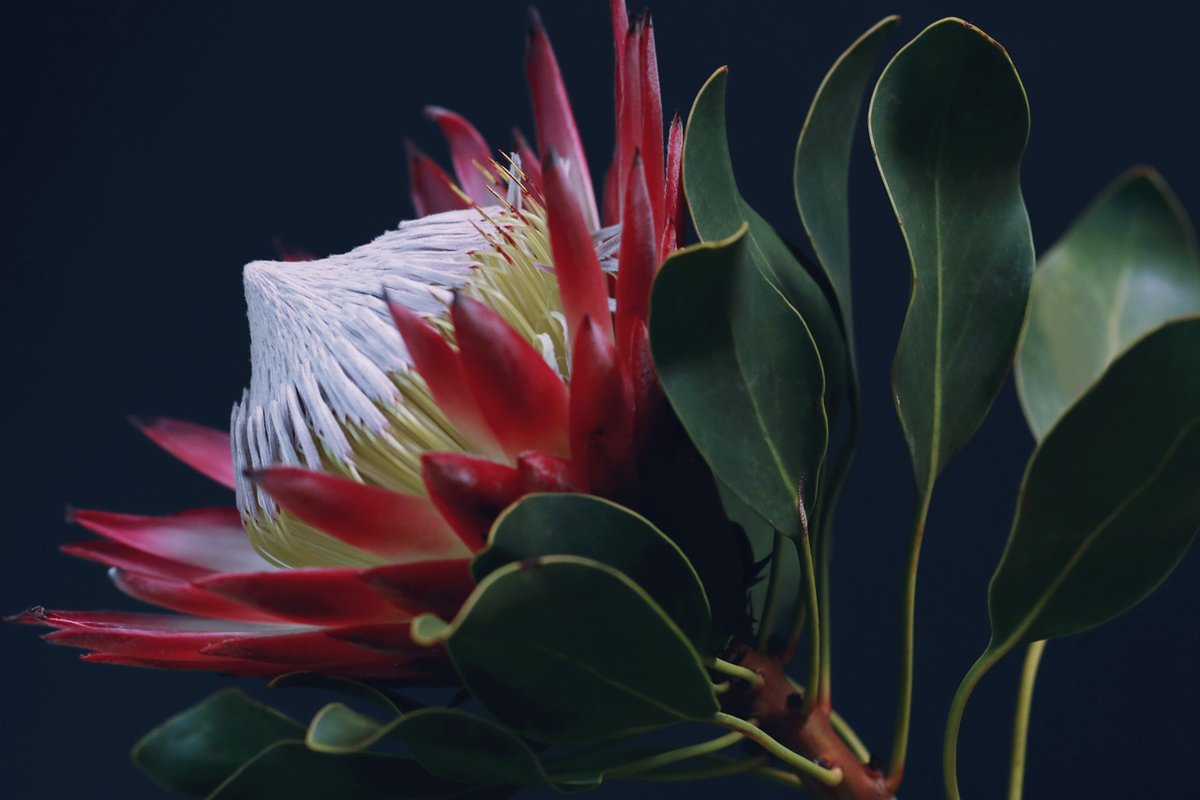Neo Himeism キングプロテア 南アフリカの国花で 花径が数十センチになる大輪の花 写真の花は約センチ 花言葉は 王者の風格