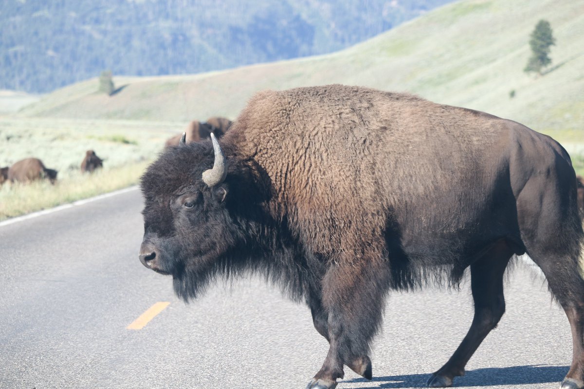 Here's my Saturday evening update. Our morning started with another close encounter with a massive Buffalo, I got an amazing shot of a Red-tailed Hawk being chased off by a pair of crows and we relaxed by a beautiful waterfall along the Gardiner River.  #YellowstonePark