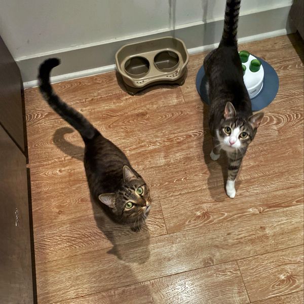Did someone say mealtime? Here's a healthy helping of Alfredo and Pesto! #caturday

#CatsOfTwitter #meow #phillycats #gatos #SS #catoftheday #catlife #catsofphilly #catlovers #CatsOfTheQuarantine #philly #cateyes #Temple #furbaby #pennmedicine #dc #foodie #togetherathome #yum