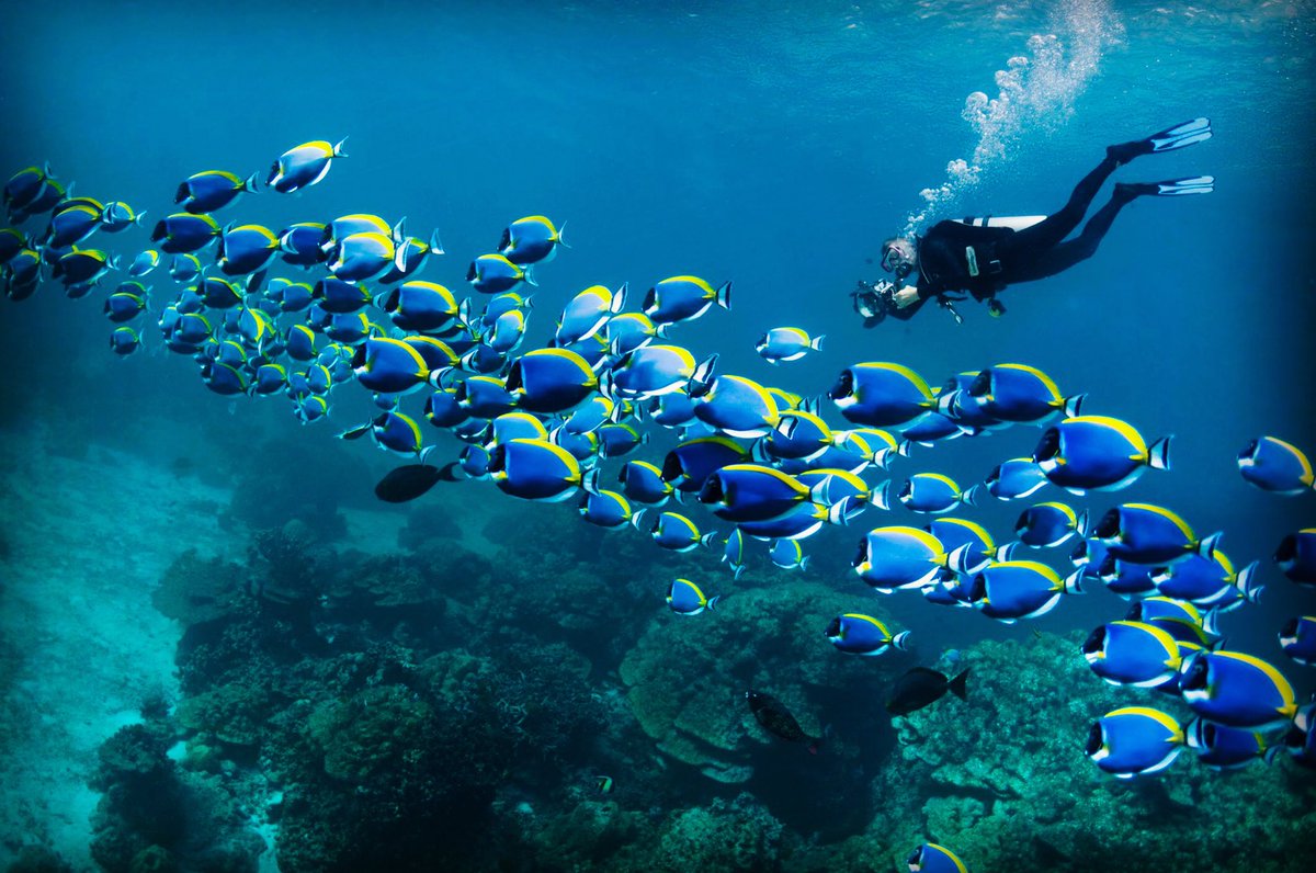 divingmax1's tweet photo. The best time on the weekend is diving. Always believe that something wonderful is about to happen.
#PADI #scuba #dive #scubadiving #underwater #diver #mares #sportmaster #cressi #Snorkel  #Swimming #Divinggear #Divingequipment #Divinglifestyle #Sports #Enjoy #DivingMax https://t.co/mTFTvsLYkL
