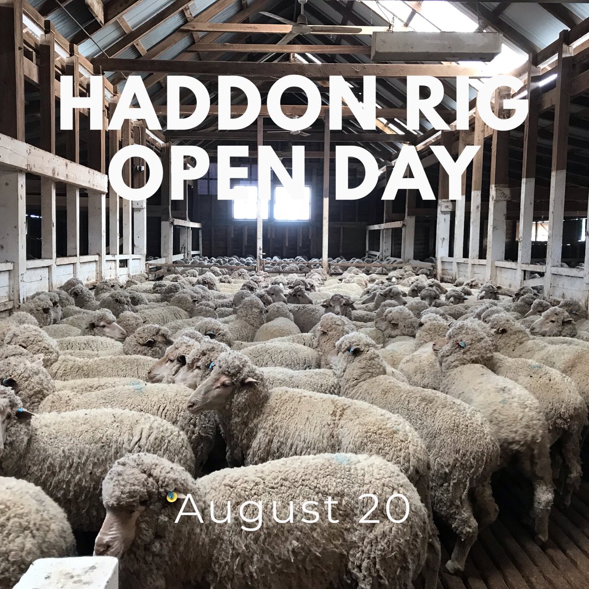 haddonrigstud's tweet photo. Seen this?
August 20th- Haddon Rig Open Day. Preview the Stud rams.
Meet likeminded people.
Hear about our miles-free Poll trial
See the feedlot and learn about maximising ram fertility!
lunch provided.
#merinos #pollmerinos #sheepbreedinf https://t.co/LEcgfpoH8V