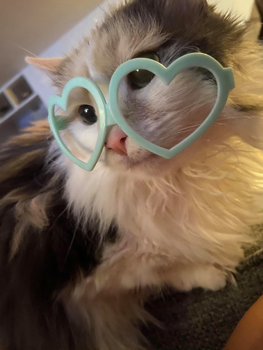 TrollEnchilada's tweet photo. #NerdCat https://t.co/u0ZFpfGxYe