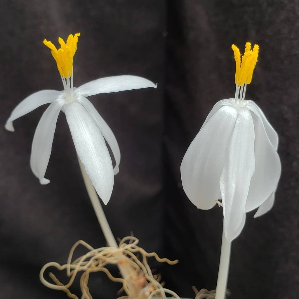 niche_plants's tweet photo. .
全く雌しべが見当たりません🤔?
.
#Gethyllis #verticillata 
#Gethyllis_niche 
#Gethyllisverticillata 
#ゲチリス #ベルティシラータ_niche #ベルティシラータ
#bulb #球根
#southafrica 
#ケープバルブ
#capebulb
#南アフリカ
#nonfilters
#岩手 #岩手多肉 https://t.co/9nbBWdFuXy https://t.co/E7sPsZ2Oh2