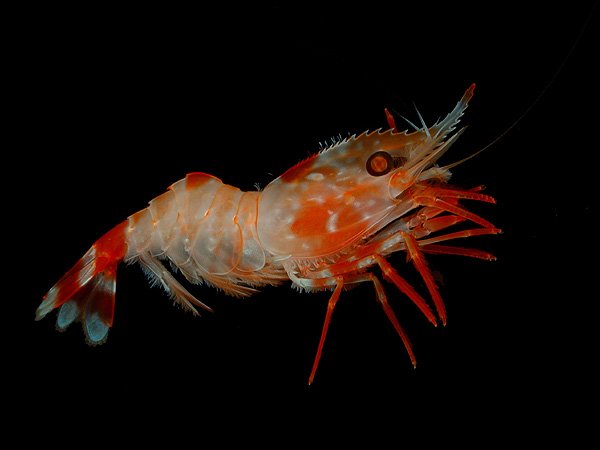இறால் - Shrimp இது பல வகை இருக்கு வெள்ளை , சிகப்பு இறால்னு இதுல சிங்க இறால் வகை ஒரே இறால் கிலோ கணக்குல இருக்கும் மக்கள் அதிகமாக விரும்பி சாப்பிடறதுல இதுவும் ஒன்னு , இதை சுத்தம் பண்ணும் போது தலை மற்றும் தோல் நீக்கனா போதும்னு நினைப்பாங்க சுத்தம் பண்ண இறாலை பாத்திங்கனா முதுகுல 17/N