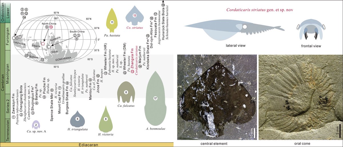CambroJoe's tweet photo. And the hurdiid radiodonts keep on coming: welcome Cordaticaris, a new genus from North China! Looks something like a cross between #Cambroraster and Pahvantia. Very exciting to see this published. 

https://t.co/TL9EIxRjri https://t.co/WpwPcKmmva