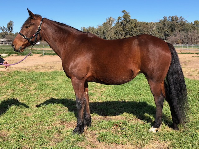 AustPacingGold's tweet photo. The pure joy, satisfaction and fulfillment this writer (like many APG clients) has experienced once given the opportunity to breed, raise & race magnificent standardbred horses is extremely hard to put into words.
LINK: https://t.co/4p4BzhGoQc
#APG #standarbred #harnessracing https://t.co/qufk0bL0sP