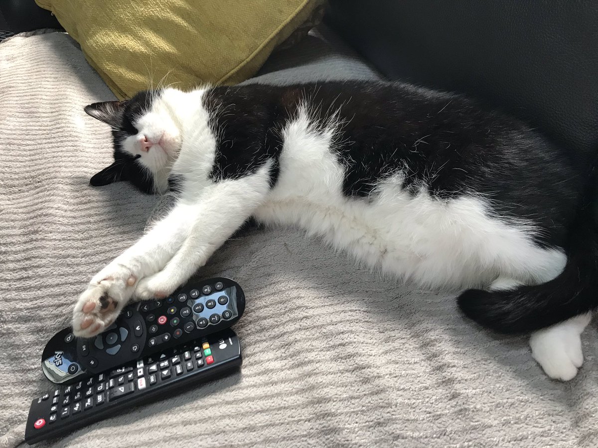 BriddonSarah's tweet photo. @SusanCalman Max cat in charge of the TV today #ohtobeacat #sundayvibes https://t.co/z2w8IVAkvQ