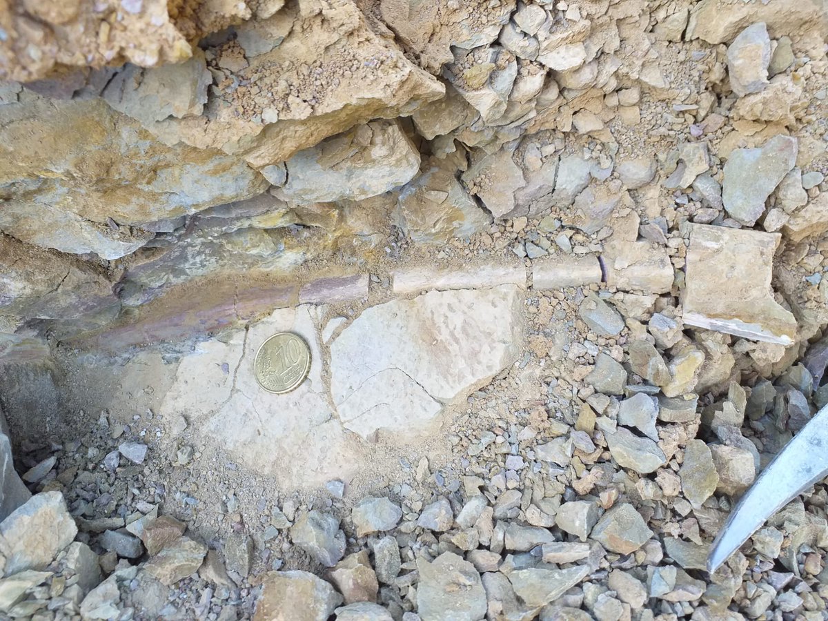 Aquesta setmana ha acabat la temporada d'intervencions paleontològiques al <a href="/GeoparcOrigens/">Geoparc Orígens</a>. Ha estat un mes atípic😷 i de molta calor🥵, però també de moltes troballes 🦴 😍
Molt bona feina equip!
<a href="/ICP_MCrusafont/">Institut Català de Paleontologia Miquel Crusafont</a>
<a href="/CastaneraDiego/">Diego Castanera</a> @AlbertPrietoMa1